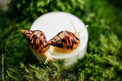 Close up of Achatina Snails on jar with skin cream with mucin on green moss. Snail slime. Beauty clinic Cosmetology concept. skin care, body care cosmetics. moisturizing and anti-aging cream
