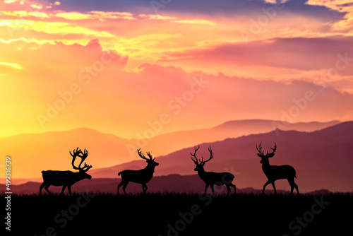 Silhouette Trees in the meadow with beautiful natural light. for use as a background