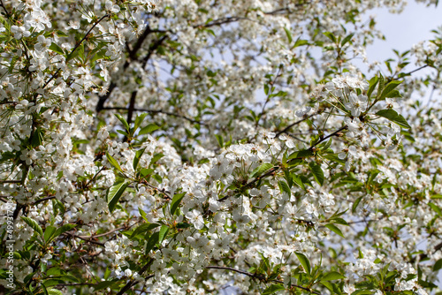 blooming fruit trees with white flowers in spring