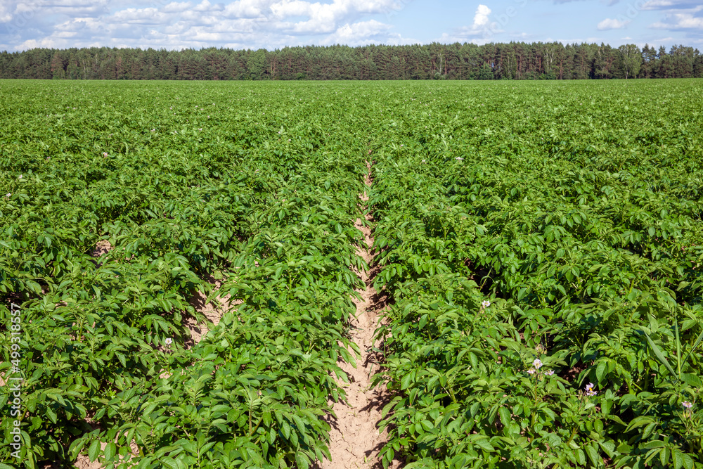 an agricultural field with green tops of cultivated potatoes