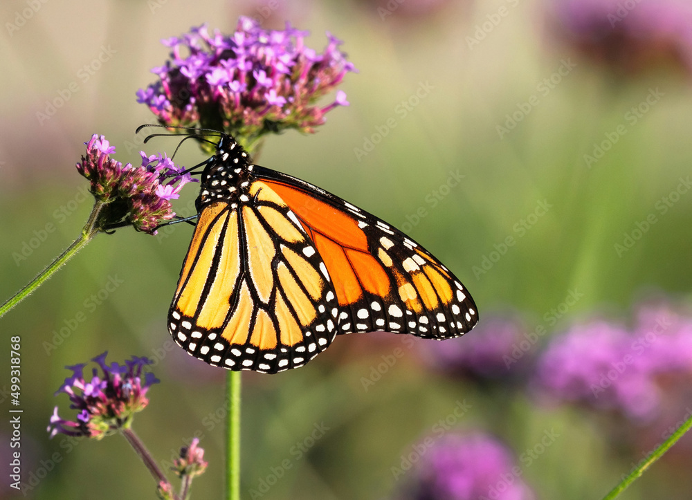 Obraz premium Close up portrait of a Monarch Butterfly clutching a Purple Verbena plant with a soft garden background.