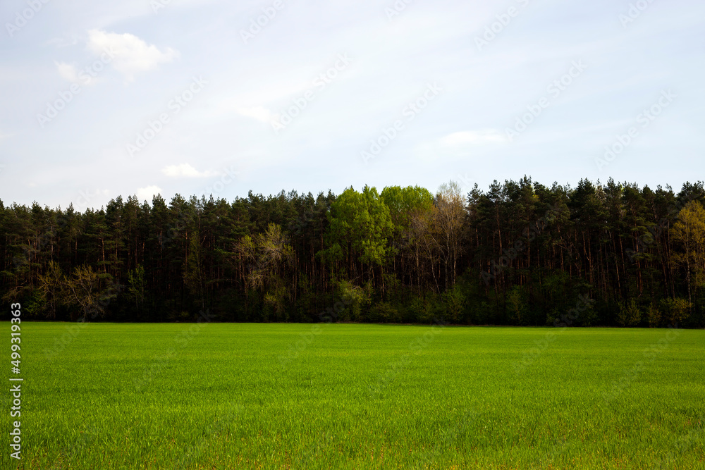agricultural field with grass and other plants agricultural field with grass and other plants