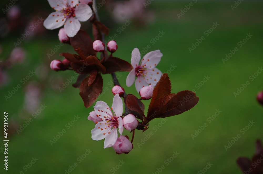 Apple Trees In Full Bloom. Pink cherry blossom in sunlight. Blooming cherry tree with pink petals, fruit of apple tree with red petals in orchard in sunny spring day. Garden gardening in green grass Apple Trees In Full Bloom. Pink cherry blossom in sunlight. Blooming cherry tree with pink petals, fruit of apple tree with red petals in orchard in sunny spring day. Garden gardening in green grass