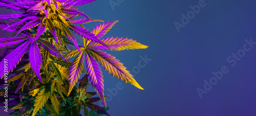 Cannabis Marijuana Leaf Background. Aesthetic beautiful medical marijuana leaves. Long banner with big purple cannabis leaf in colored purple light. Colorful hemp background