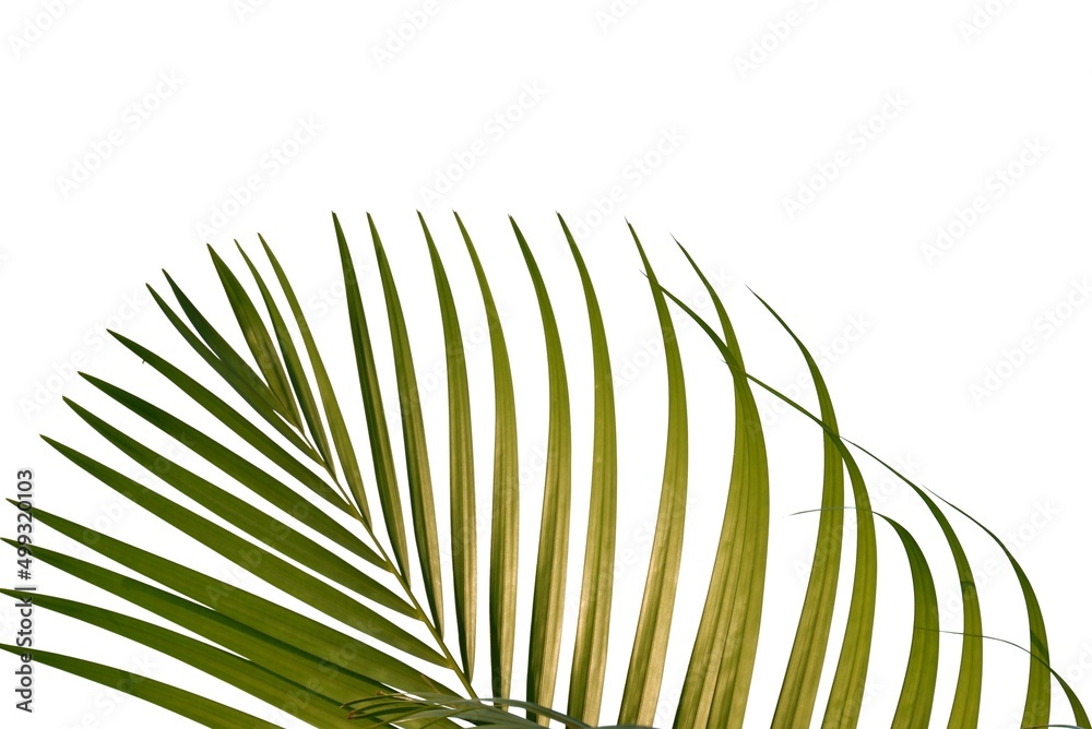Fototapeta premium Tropical coconut leaves on white isolated background with copy space for background backdrop