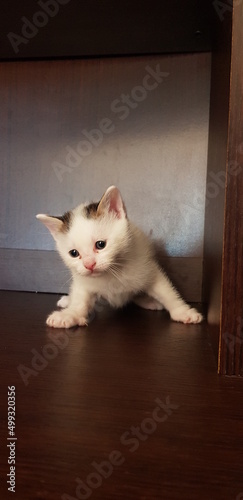 Cucciolata di gattini neonati piccoli photo