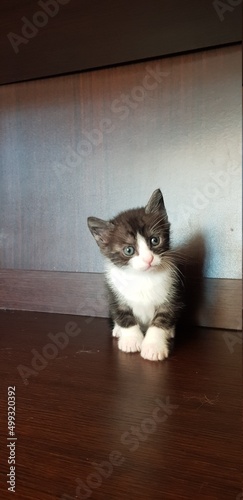 Cucciolata di gattini neonati piccoli photo