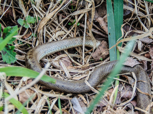 snake among the leaves and grass in the spring - Romania