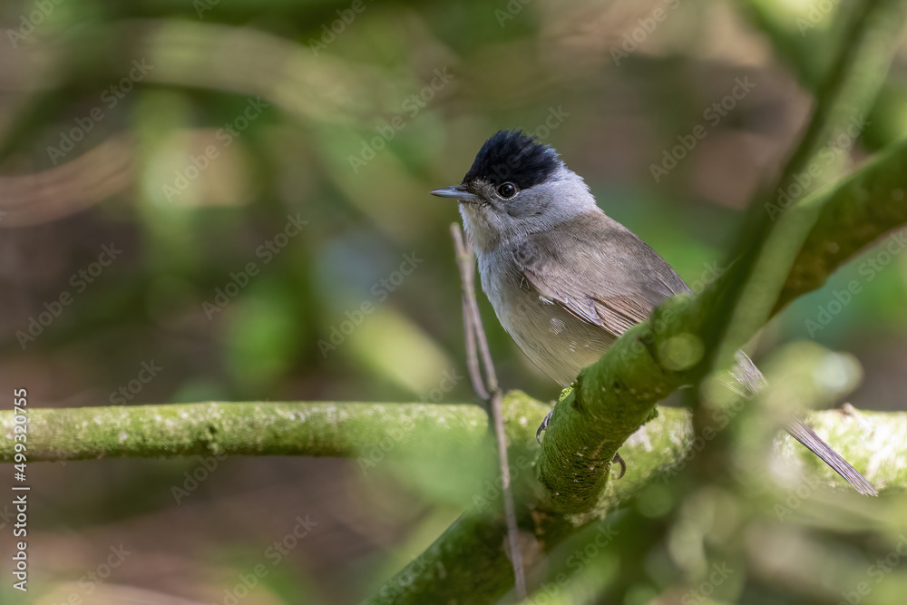 Obraz premium Male Eurasian blackcap (Sylvia atricapilla) perched on a branch in the forest. Migratory warbler species. 