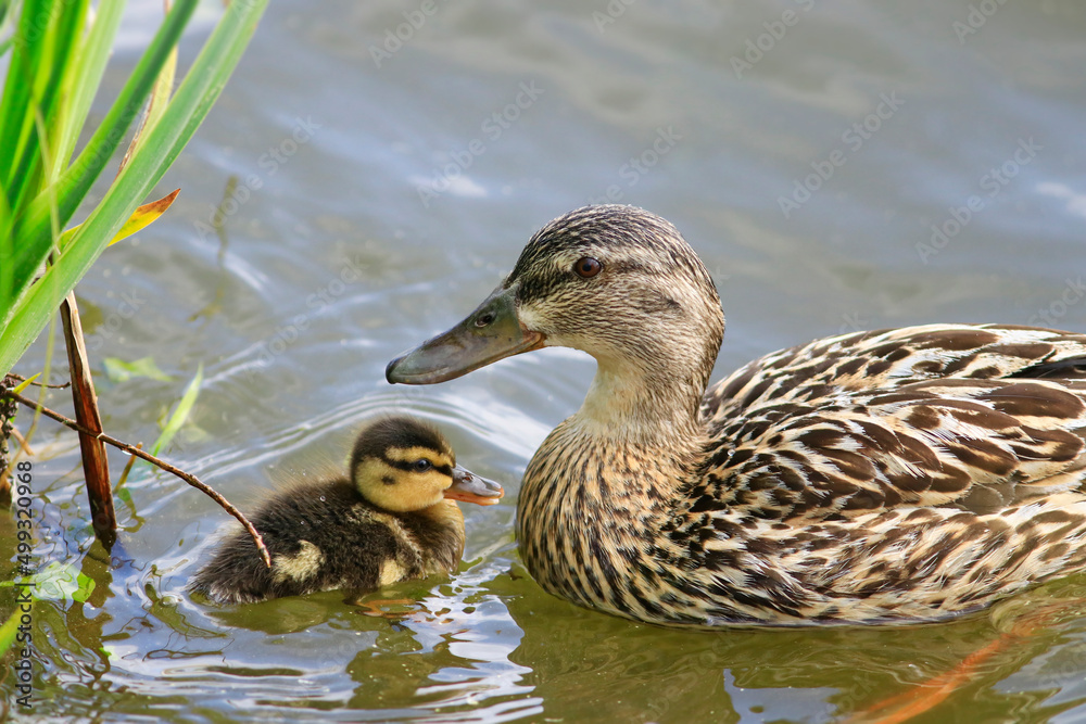 Caneton et cane colvert dans l'eau Caneton et cane colvert dans l'eau
