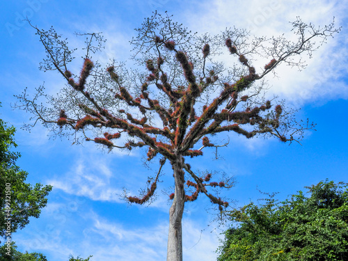 Large Ceiba Tree in Tikal National Park, Guatemala photo