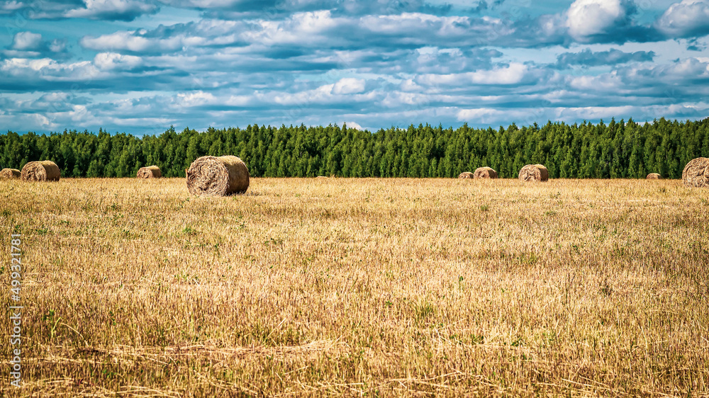 Fototapeta premium a field with straw bales