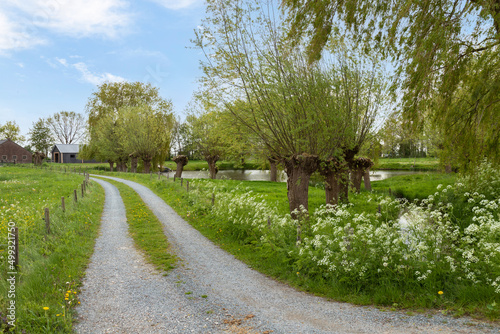 Narrow country road with pollard willows along the way and flowering spring plants.