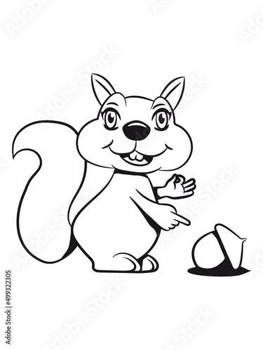 Eichhörnchen nüsse nuss 