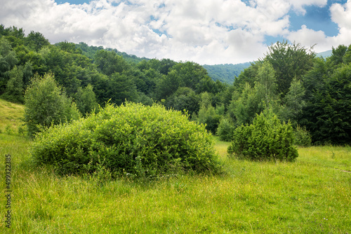 green nature landscape in summer. trees on the grassy hills and meadows. bright sky with clouds. beautiful environment background