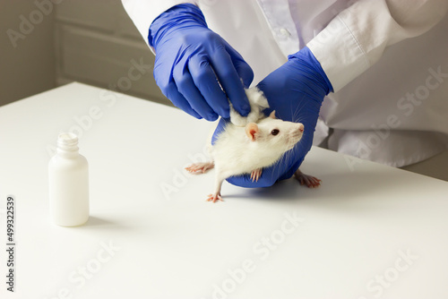 Scientist (chemist,technologist) tests a new product (medicine,remedy), applying it on the skin (fur) of white lab rat (hamsters) with cotton wool. White bottle is beside. Horizontal plane, copy space photo