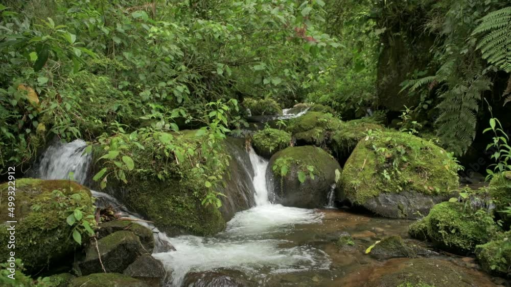 Tropical cloud forest river, La Amistad International Park, Chiriqui, Panama, Central America - stock video Tropical cloud forest river, La Amistad International Park, Chiriqui, Panama, Central America - stock video