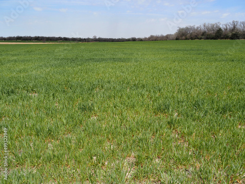 2022 Kansas wheat crop which is under considerable strain due to drought conditions.. Photo taken in Butler county, Kansas, April 16, 2022.