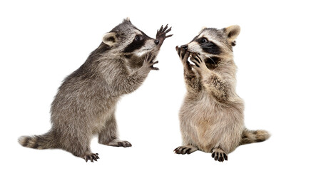 Two funny playful raccoons isolated on white background