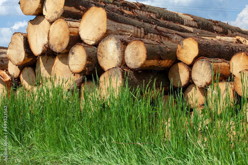 a large amount of pine wood during logging