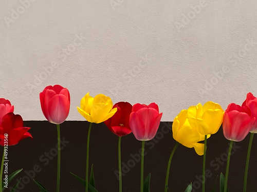 Tulips shot against contrasting wall