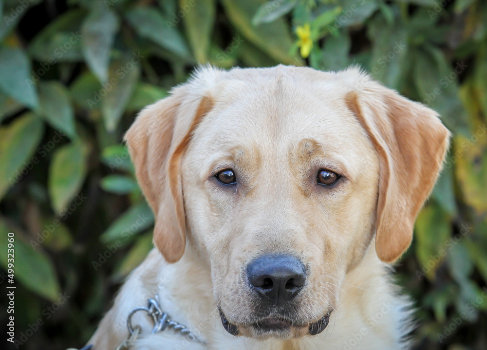 Full Front Face of Yellow Labrador retriever Full Front Face of Yellow Labrador retriever