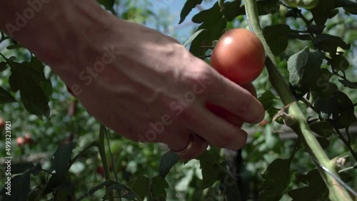 man picking red tomatoes with buildings in the background. Growing tomatoes, Vegetable business, Greenhouse with tomatoes, Successful Farm Owner. Box of Tomatoes photo