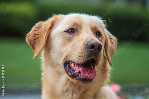 Closeup Labrador Retriever Portrait