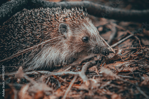 hedgehog in the grass