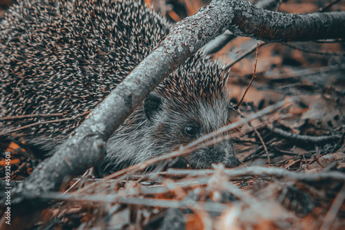 hedgehog in the grass