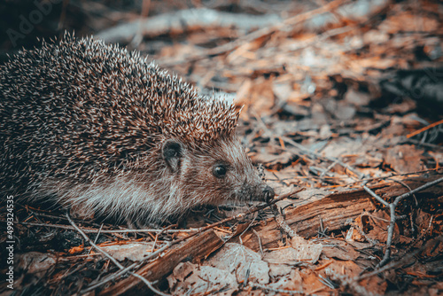 hedgehog in the grass