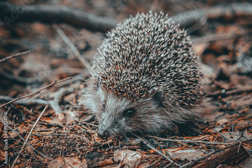 hedgehog in the grass