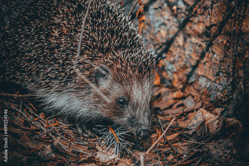 hedgehog in the grass