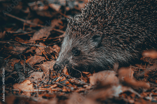 hedgehog in the grass