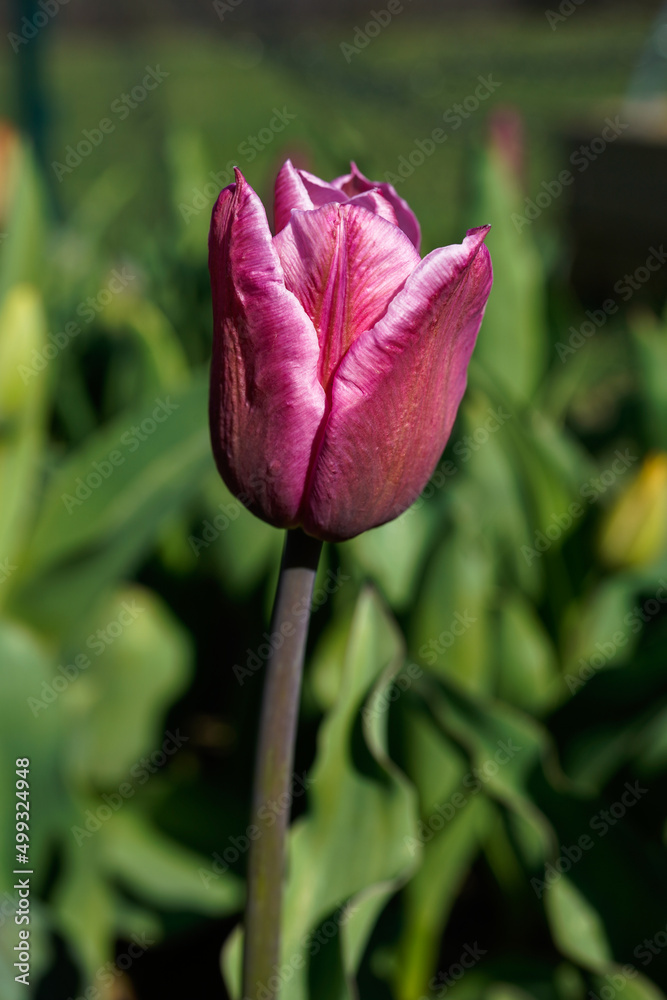 Purple, pink tulip beginning to blooming on a sunny spring morning. Purple, pink tulip beginning to blooming on a sunny spring morning.
