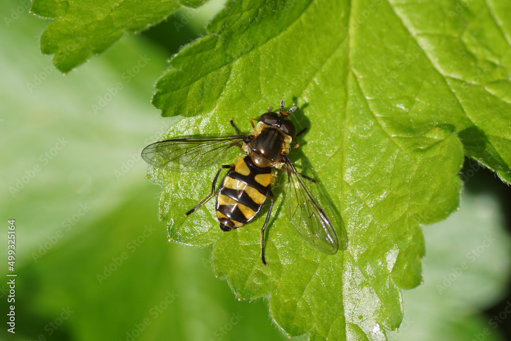 Female hoverfly, Pale-knobbed Lucent, Didea fasciata on a leaf of a currant bush. Family Syrphid Flies (Syrphidae). Dutch garden. Netherlands, Spring, April Female hoverfly, Pale-knobbed Lucent, Didea fasciata on a leaf of a currant bush. Family Syrphid Flies (Syrphidae). Dutch garden. Netherlands, Spring, April