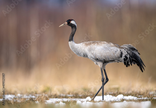 Common crane bird ( Grus grus ) © Piotr Krzeslak
