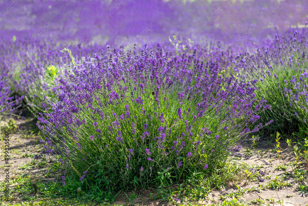 Obraz premium selective focus. Lavender bushes grow in a lavender field. Delicate fragrant lilac flowers in Provence style. High quality photo