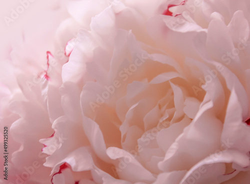 Beautiful pastel peony floral background. Natural floral background. Soft pastel wedding, romantic flowers. Banner for website, soft focus.