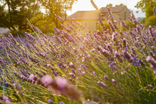 Close up view of flowering lavender at sunset  field of lavender in France  Valensole  Cote Dazur-Alps-Provence  house on a background  backlit