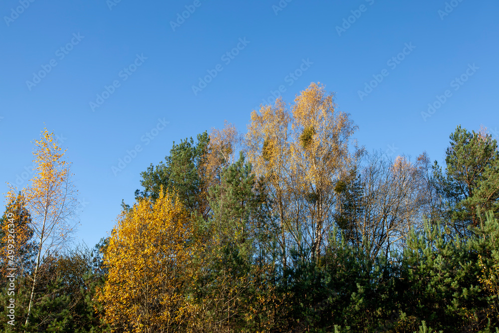 trees with orange foliage in the autumn season