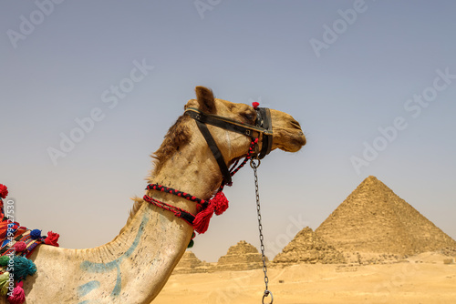 A camel lies on the desert sand in front of the Pyramids of Giza in Cairo, Egypt.