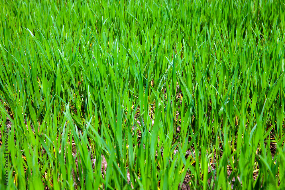 agricultural field with grass and other plants agricultural field with grass and other plants