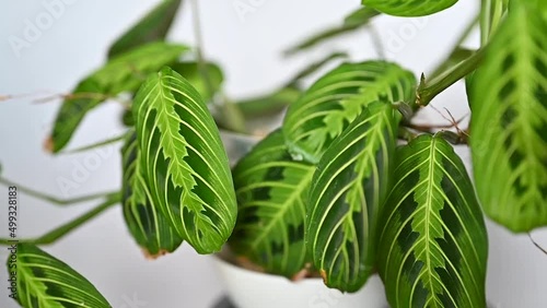 Maranta lemon lime w Lechuzie photo