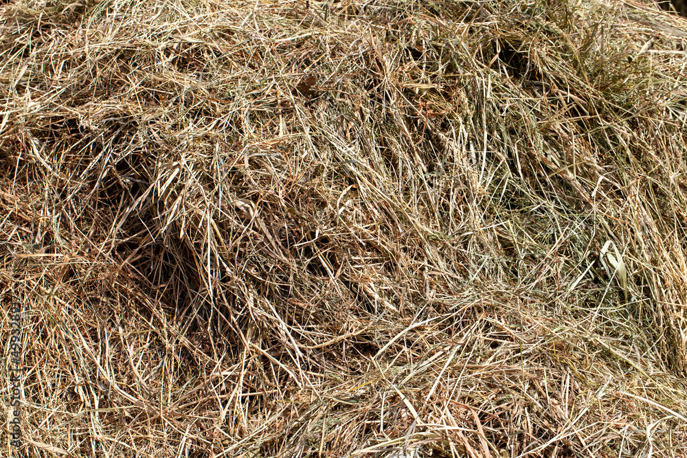 mown dried grass for feeding livestock on the farm