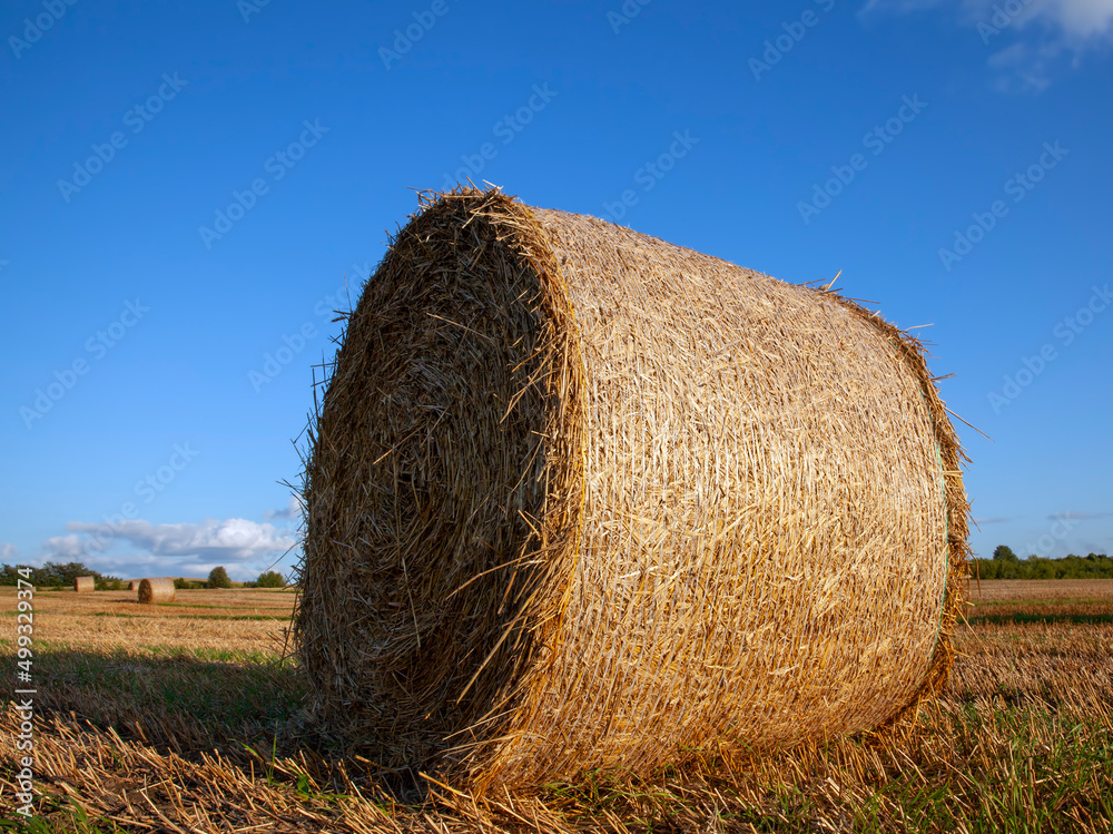 agricultural field with straw stacks after wheat harvest agricultural field with straw stacks after wheat harvest
