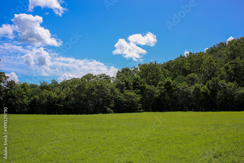Large Green Grassy Field with Backdrop of Trees and Blue Sky Fluffy White Clouds