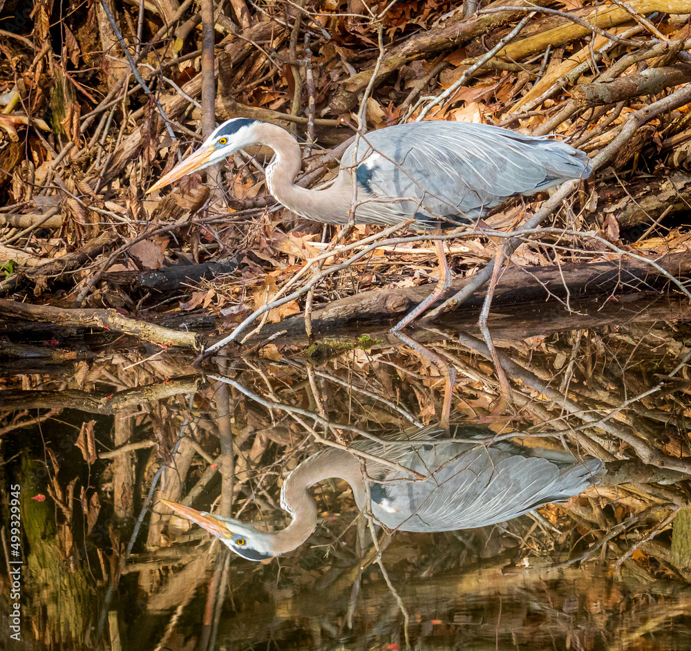 Fotografie Great blue heron hunting for food