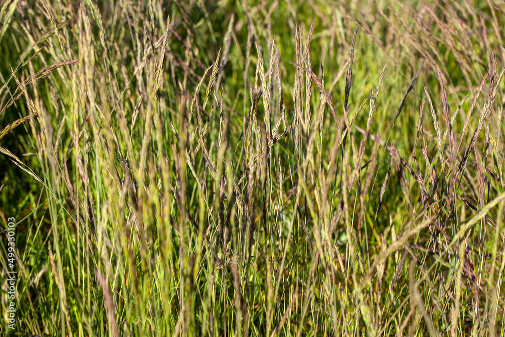 simple plain grass weeds on the field in summer simple plain grass weeds on the field in summer