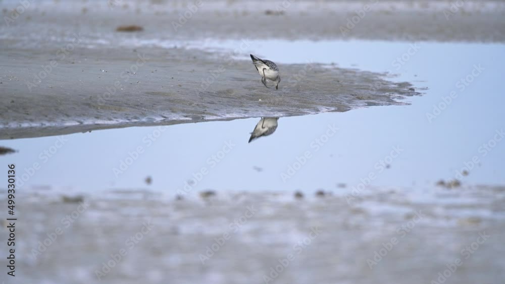Black-bellied Plover foraging at Bunche Beach Preserve, Florida Black-bellied Plover foraging at Bunche Beach Preserve, Florida